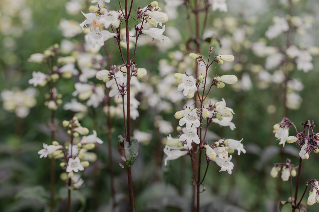 Sormipipo Mystica, Loukykvět