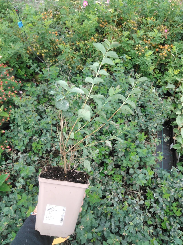 Symphoricarpos Magical Green Falls - 2024