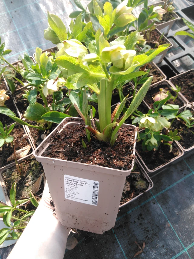 Jouluruusu Pretty Ellen Green Spotted - 3. 4. 2025