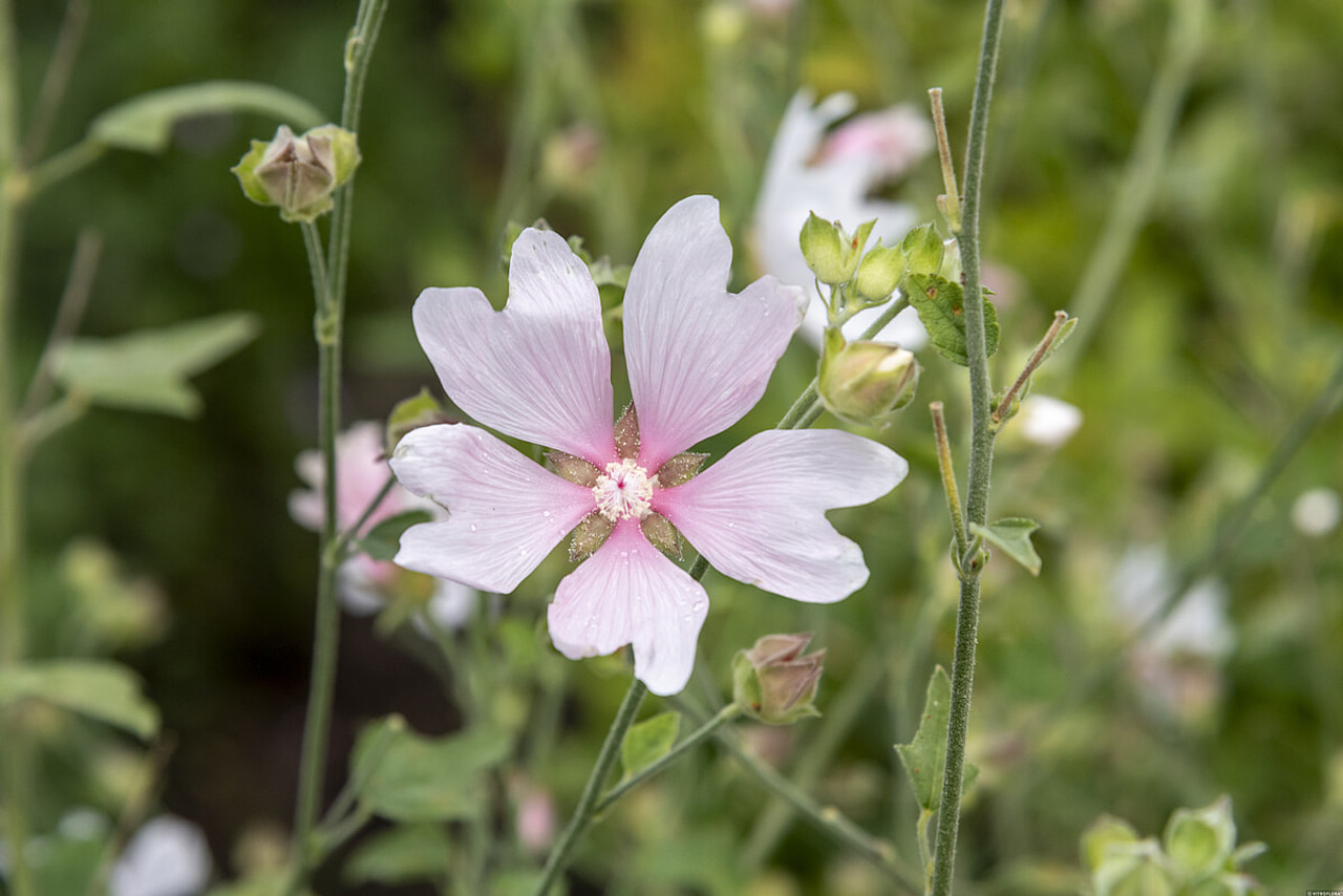 Malvikki Duet, Loukykvět