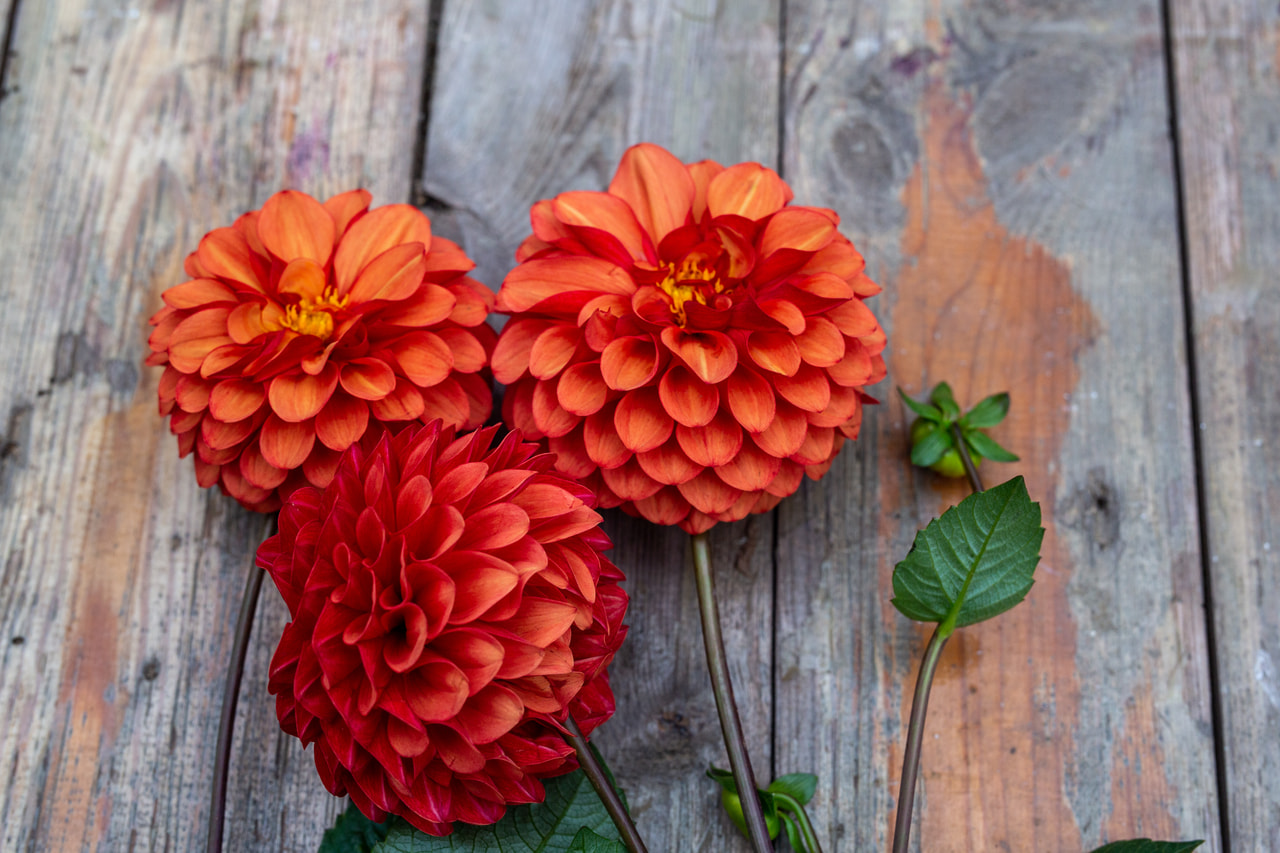 Daalia Brown sugar, Loukykvět