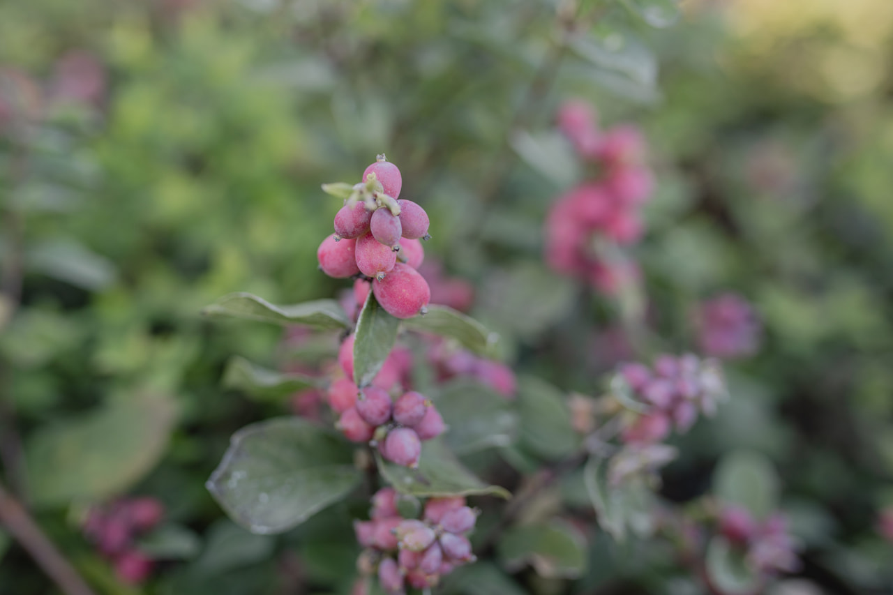 Symphoricarpos Magical Ruby Giant, Loukykvět