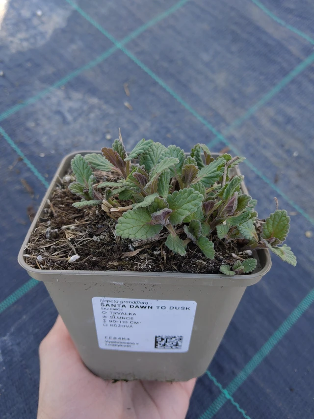 Kissanminttu Dawn to Dusk - 27. 3. 2026