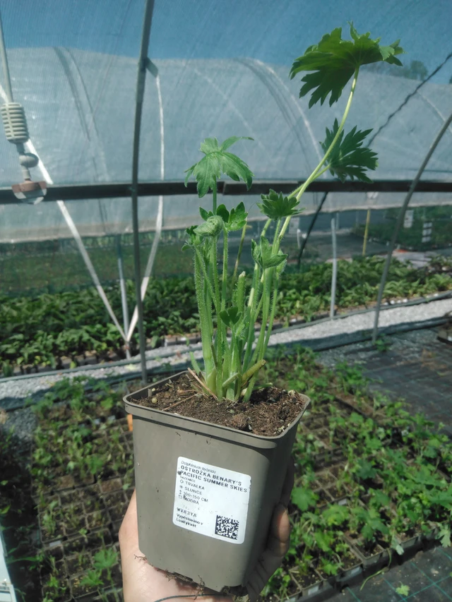 Ritarinkannus Benary’s Pacific Summer Skies - 2. 7. 2025