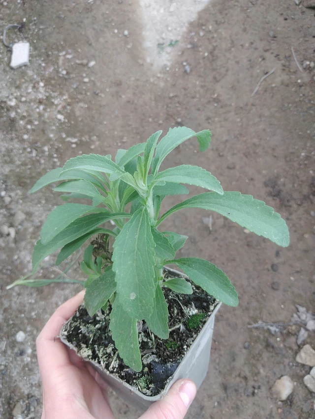 Stevia - 17. 7. 2025