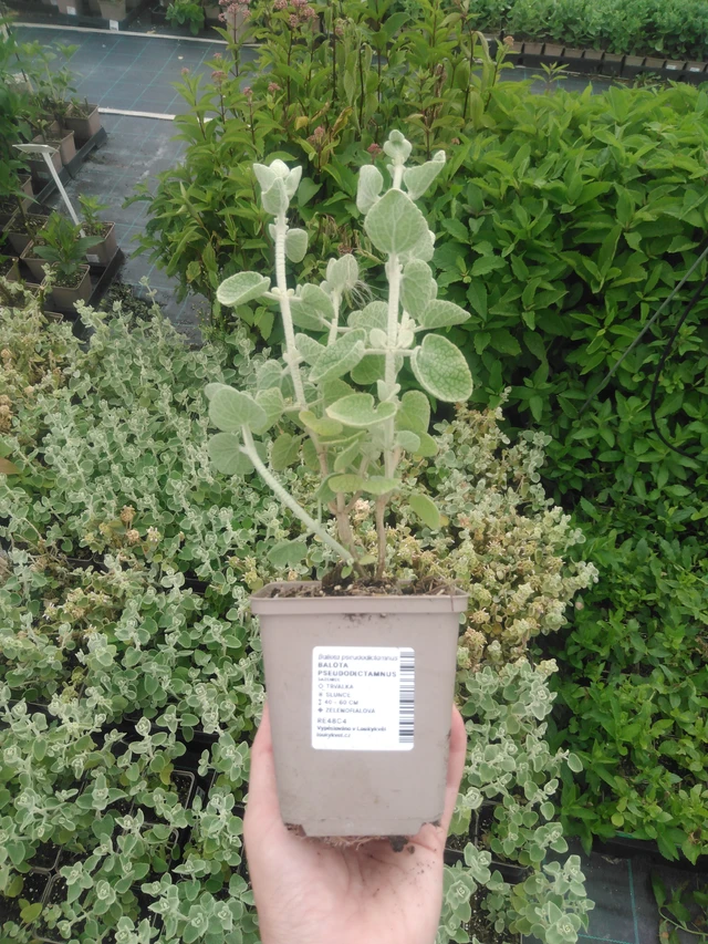 Vale-erakonyrtti - 2024