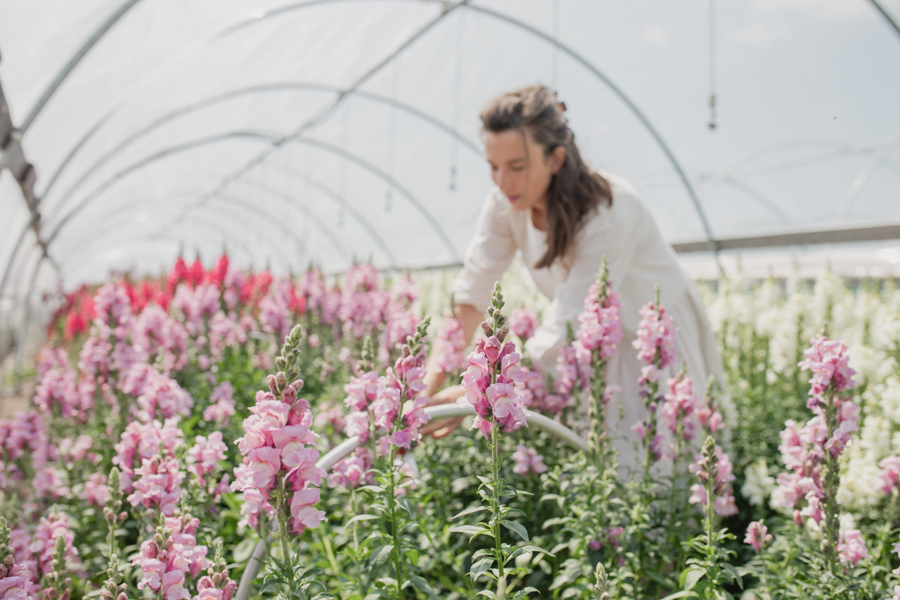 Leijonankita Potomac Lavender, Loukykvět