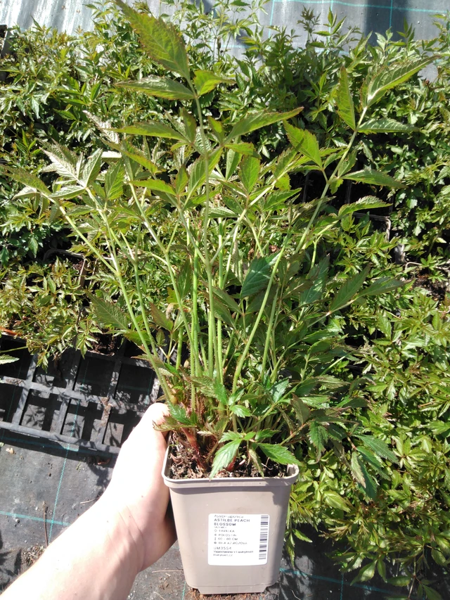 Jaloangervo Peach Blossom - 2024