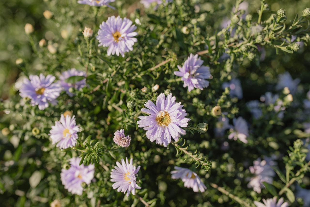 Syysasteri Brigitte, Loukykvět