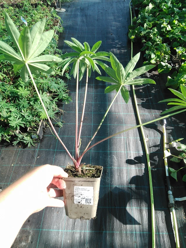 Lupiini Band of Nobles Kastellan - 19. 8. 2025