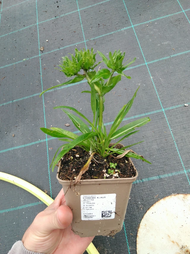 Stokesia Klaus Jelitto - 21. 8. 2025