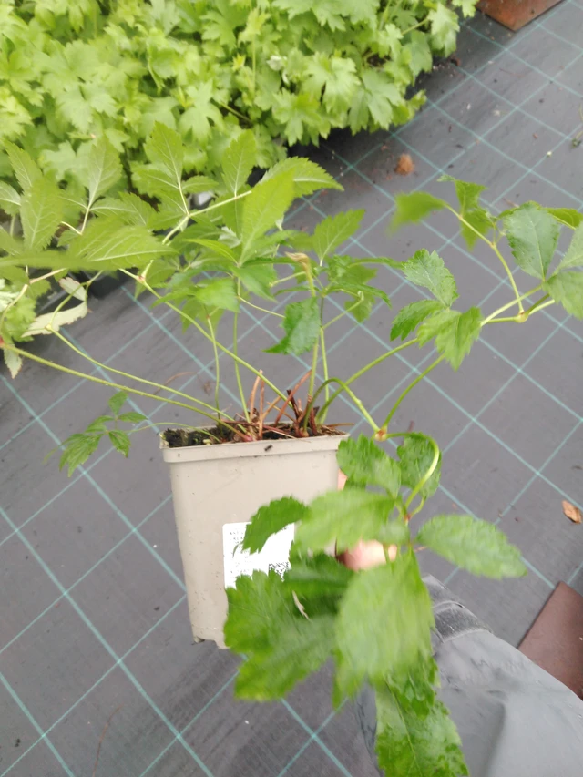 Jaloangervo Peaches and Cream - 10. 9. 2025