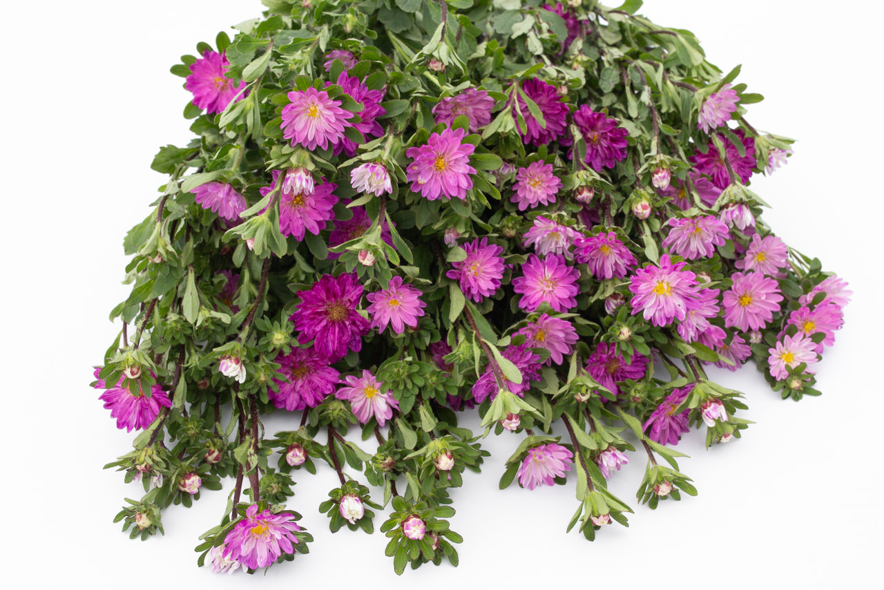 China Aster Serenade Rose tipped White, Loukykvět