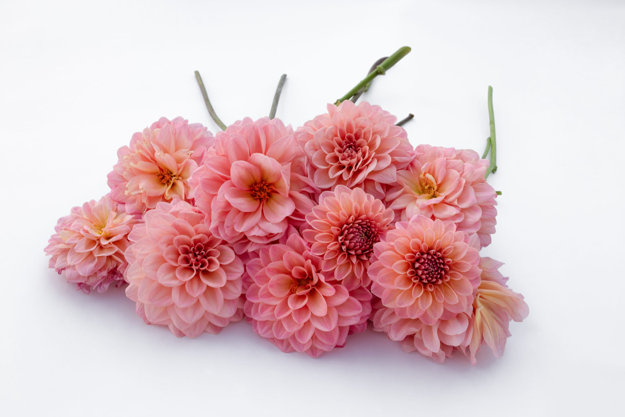 Dalia Doris Duke, Loukykvět