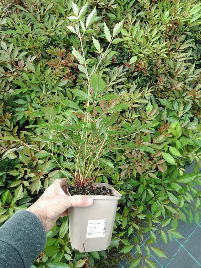 Jaloangervo Erika - 9. 6. 2025