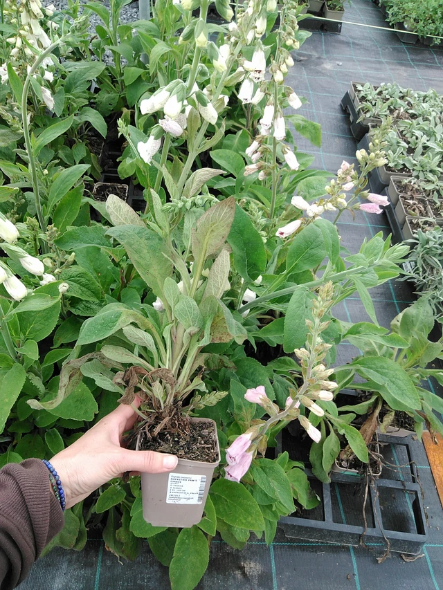 Sormustinkukka Pam’s Choice - 9. 6. 2025