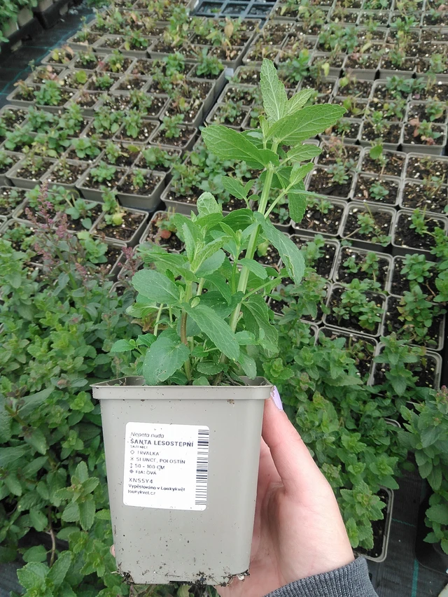 Steppe Catmint - 9. 6. 2025