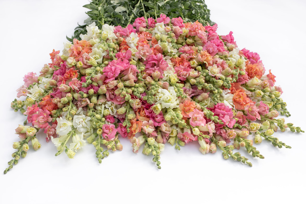 Leijonankita Madame Butterfly Pastel Mix, Loukykvět