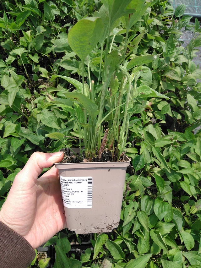 Päivänhattu Henry Eilers - 9. 6. 2025