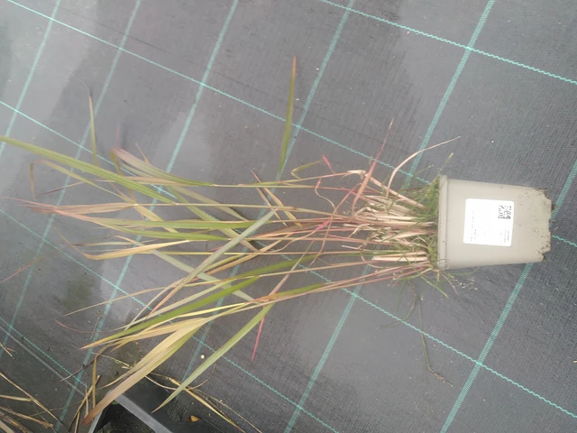 Panicum Squaw - 10. 10. 2025