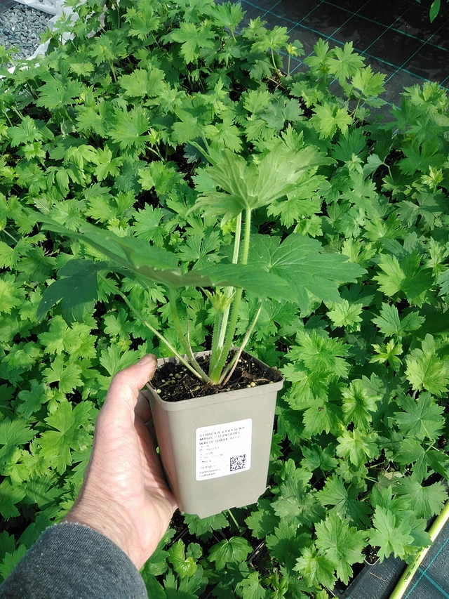 Jaloritarinkannus Magic Fountains White (Dark Bee) - 9. 6. 2025