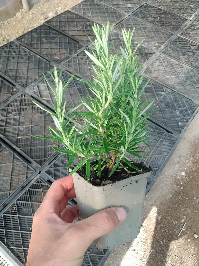 Rosmariini Hishtil Perigord - 1. 7. 2025