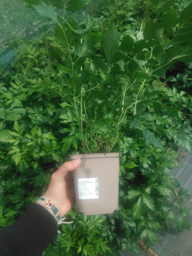 Jaloangervo Europa - 2024