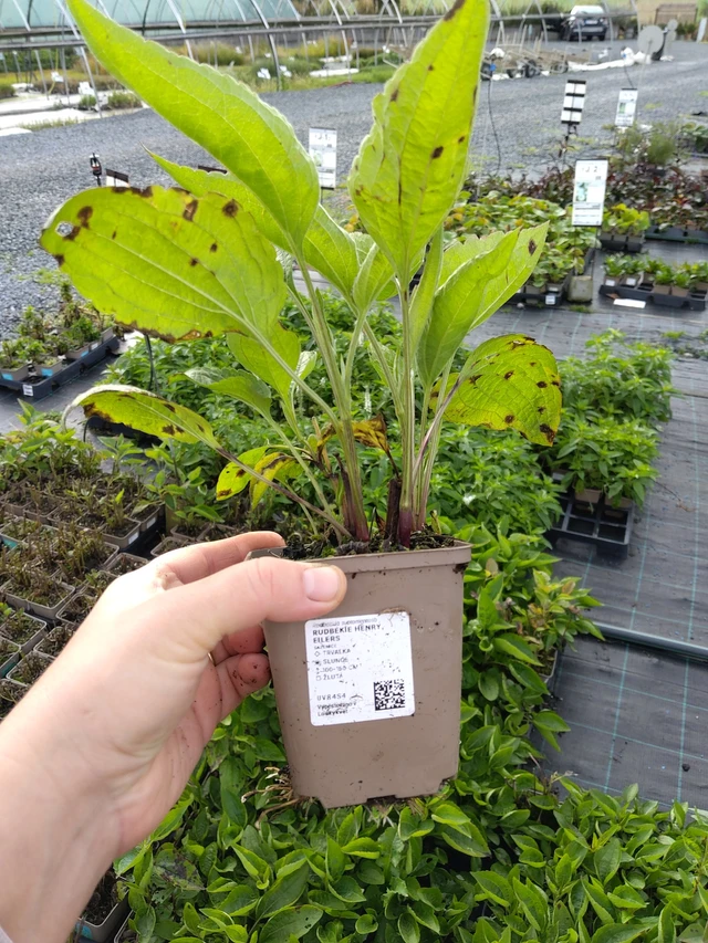 Päivänhattu Henry Eilers - 9. 10. 2025