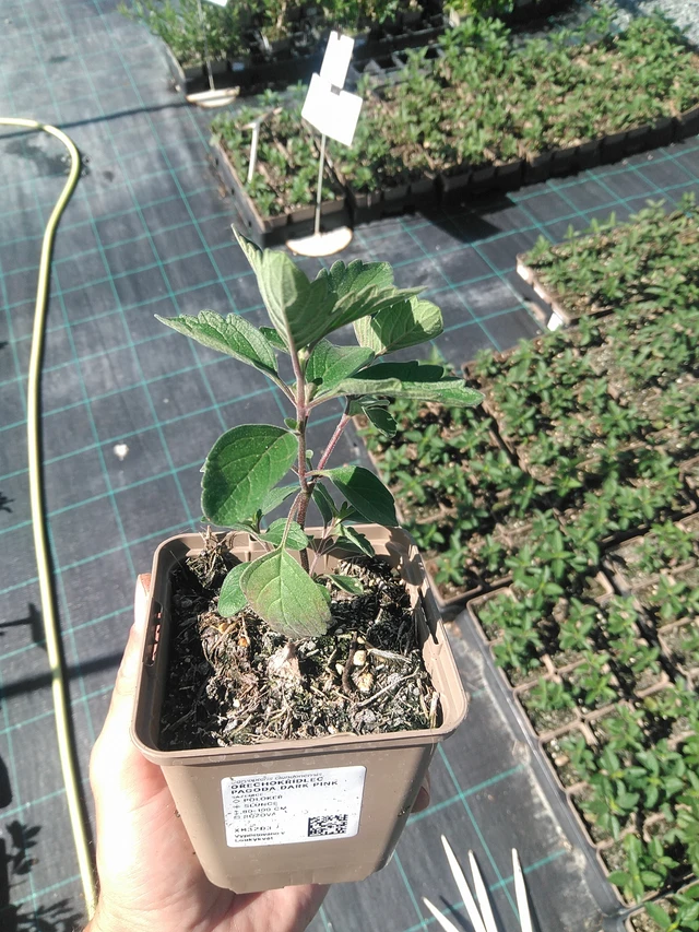 Cariópteris Pagoda Dark Pink - 30. 6. 2025