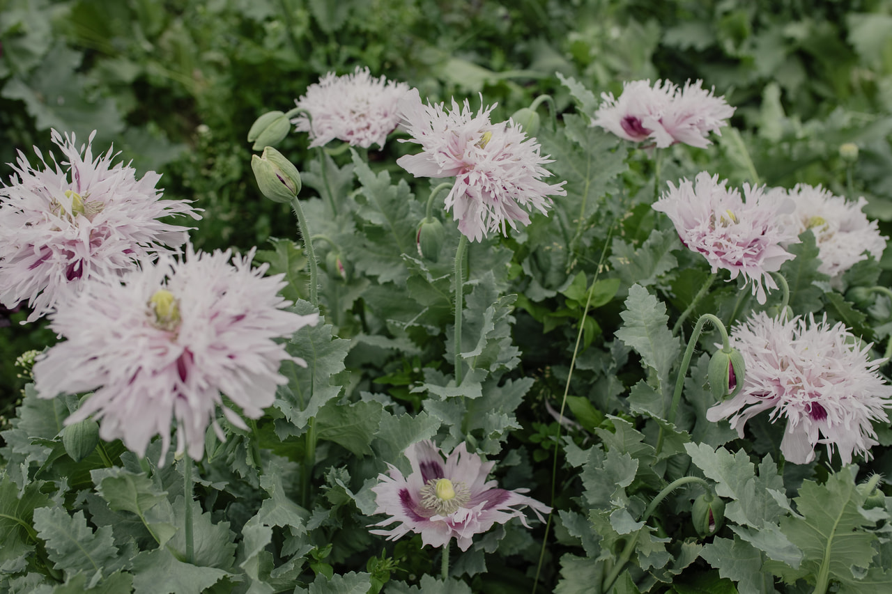 Valmue Lilac Pompom, Loukykvět
