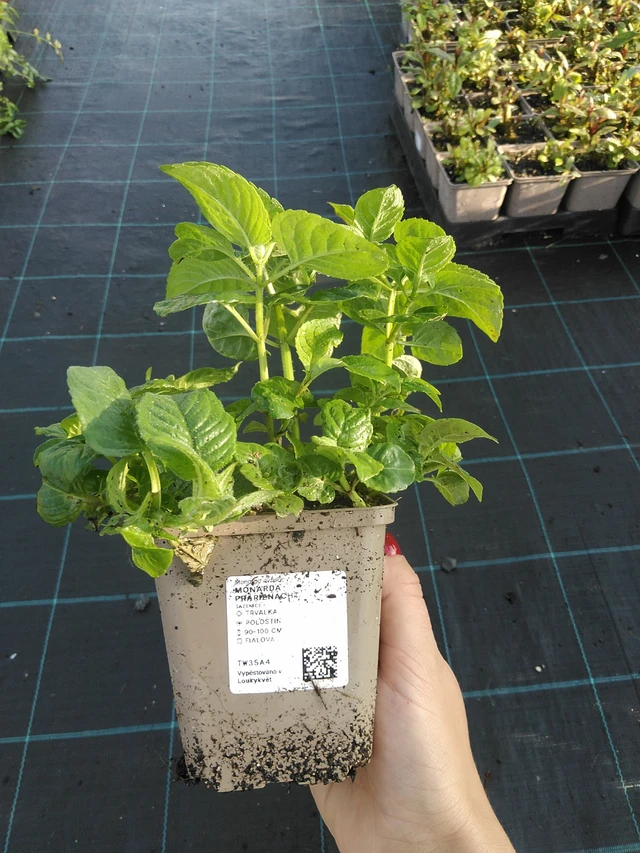 Väriminttu Prärienacht - 11. 9. 2025