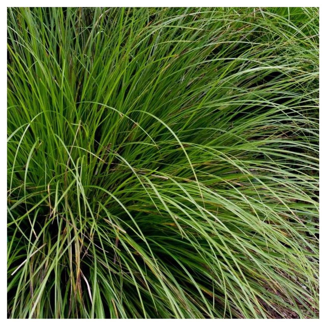 Sedge Kyoto, Loukykvět