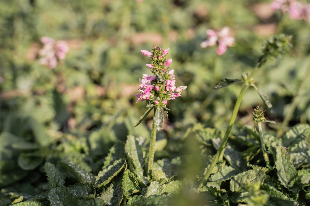 Betónica Saharan Pink, Loukykvět