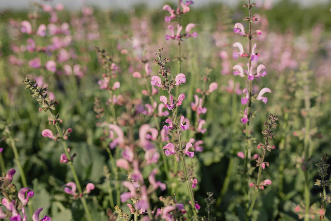 Salvia pratensis Rose Rhapsody, Loukykvět