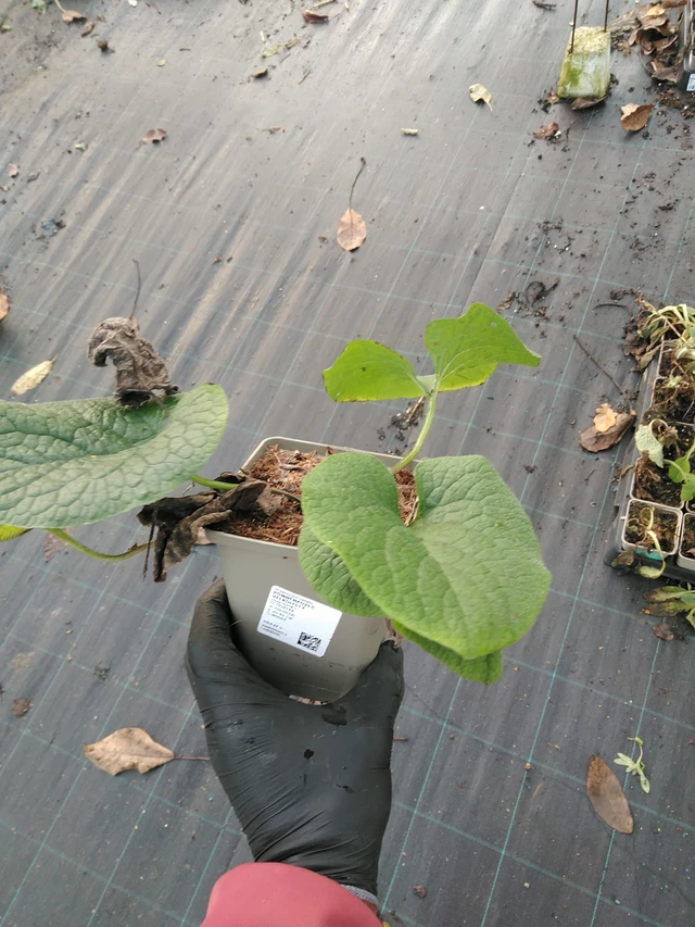 Brunnera macrophylla - 31. 10. 2025