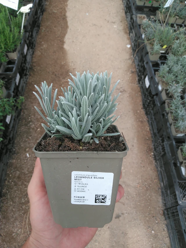 Laventeli Silver Mist - 25. 7. 2025