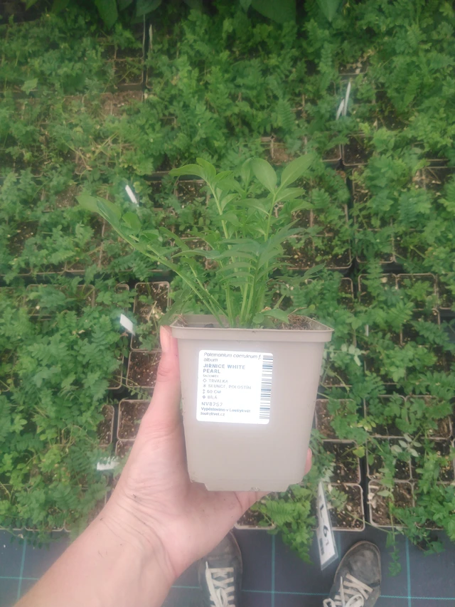 Sinilatva White Pearl - 2024