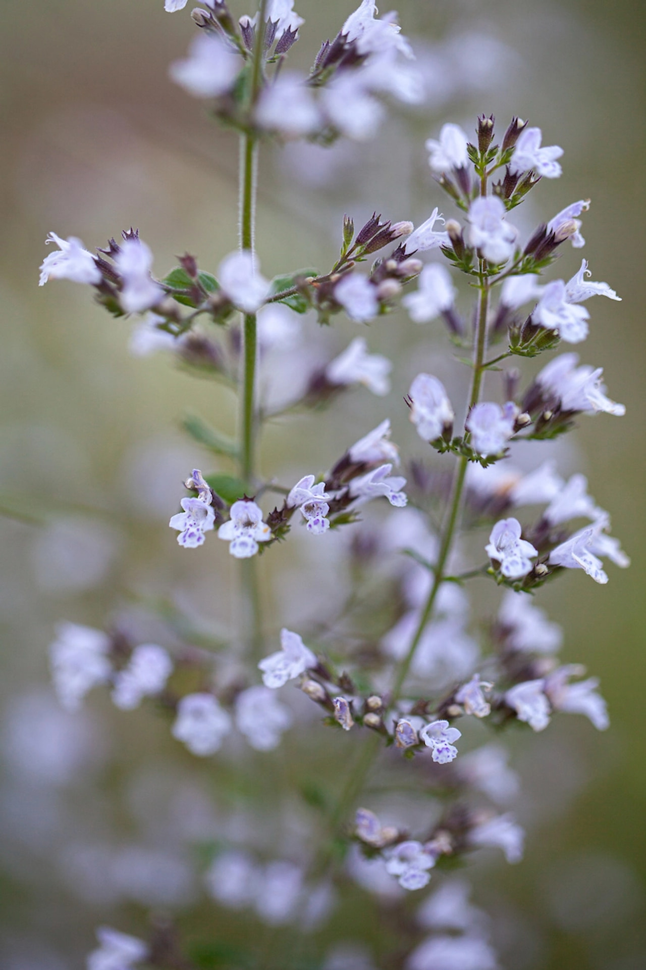 Käenminttu Blue Cloud, Loukykvět