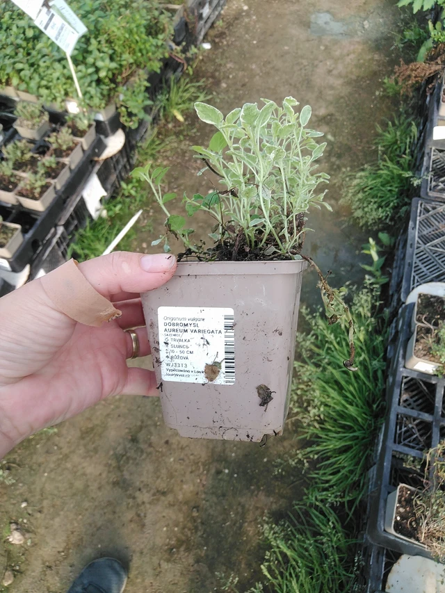 Oregano Aureum Variegata - 19. 8. 2025