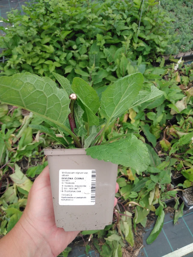 Verbascum nigrum - 2024