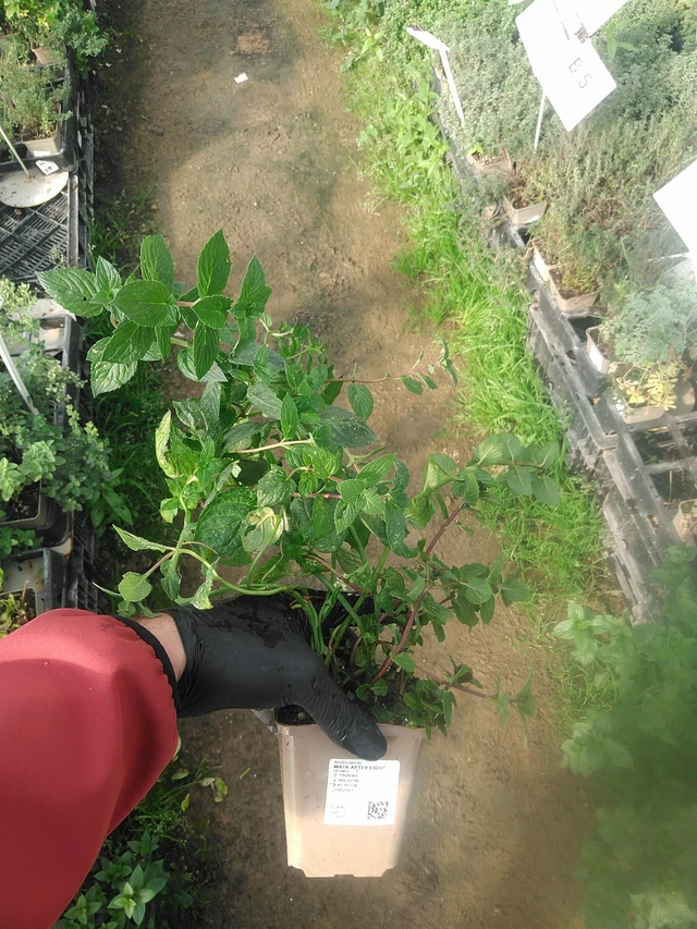 Menta After Eight - 13. 10. 2025