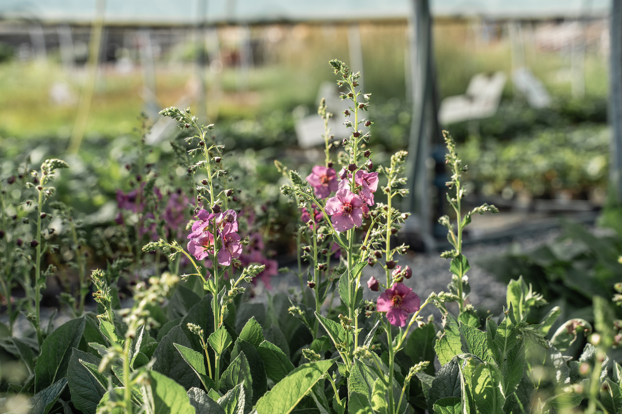 Gordolobo Plum Smokey, Loukykvět