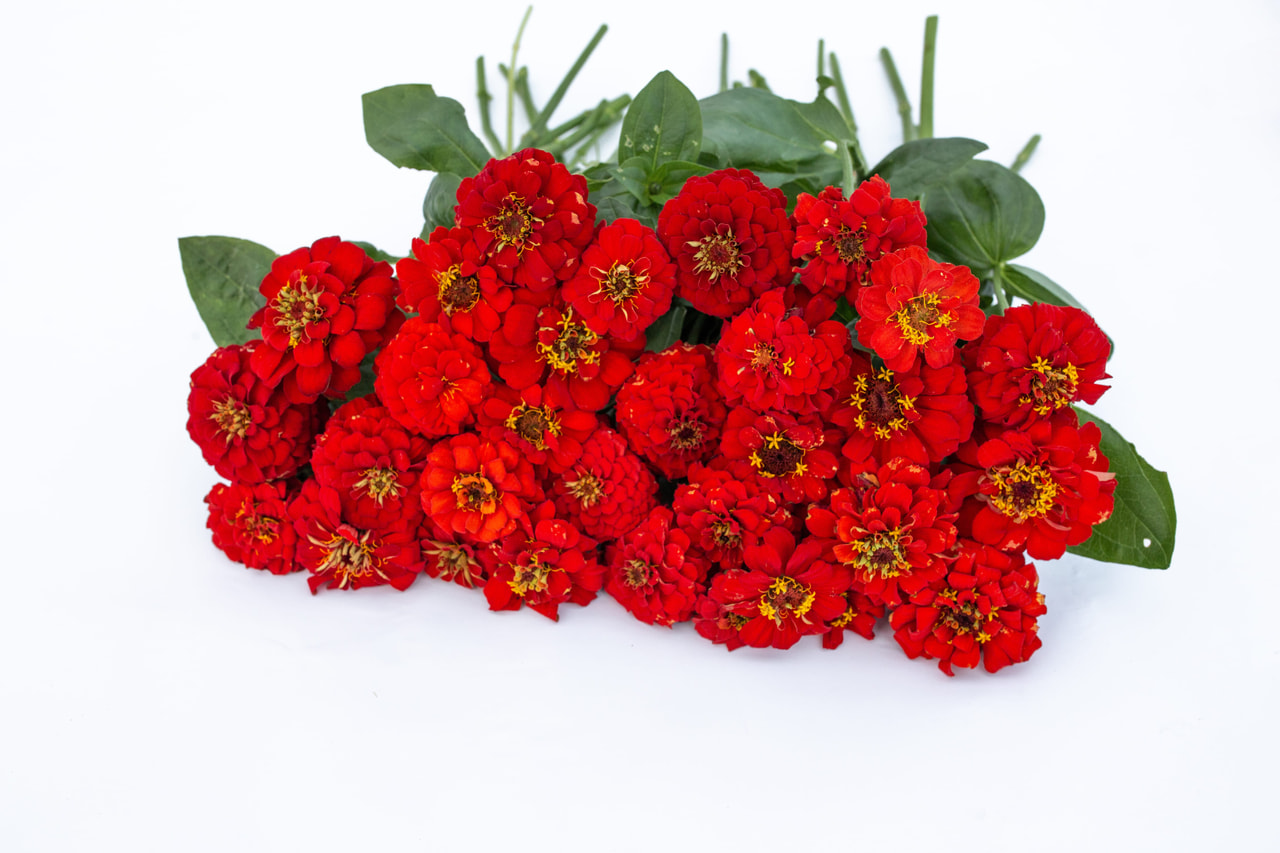 Tsinnia Oklahoma Scarlet, Loukykvět