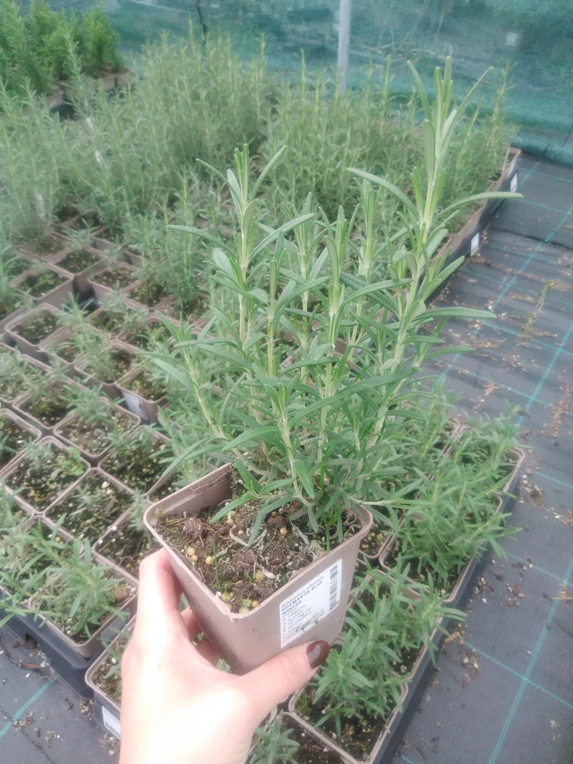 Rosmariini Hishtil Perigord - 2024