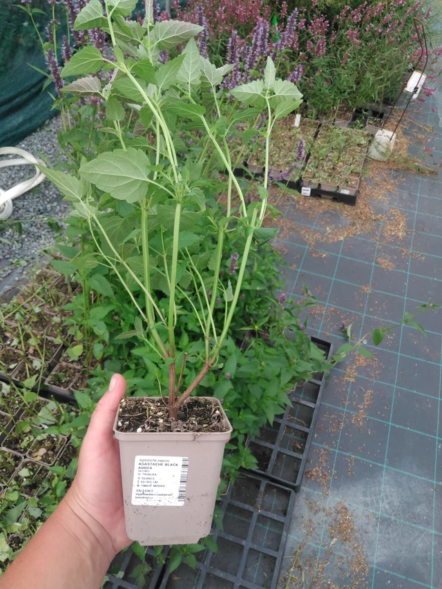 Jätti-iiso Black Adder - 2024