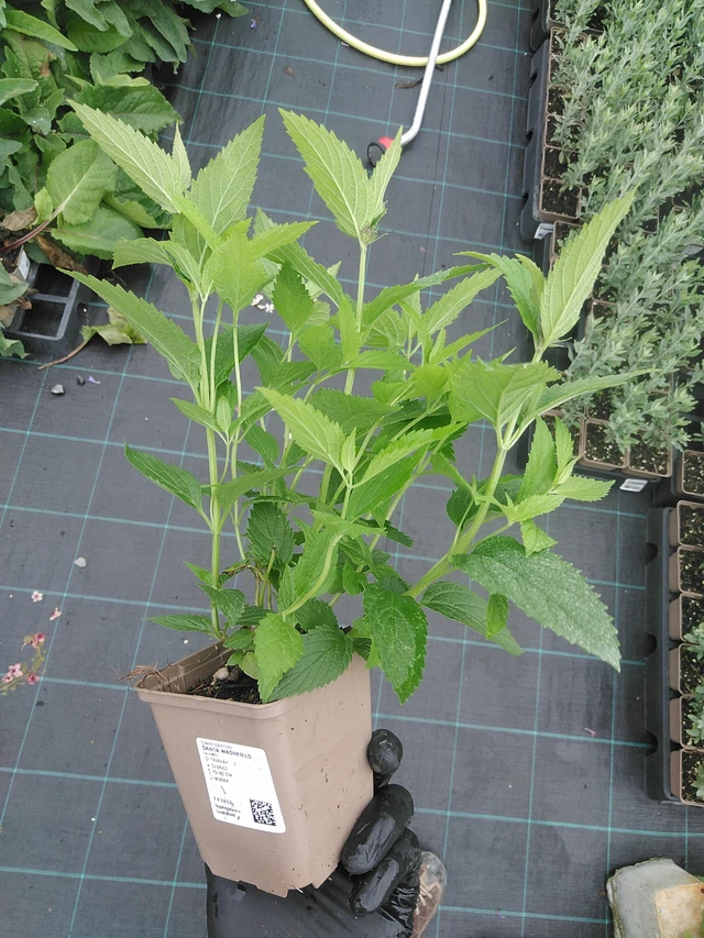 Kissanminttu Washfield - 4. 8. 2025