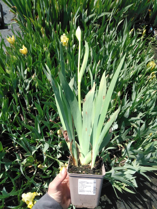 Kurjenmiekka Lime Fizz - 13. 5. 2025