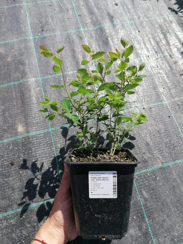 Symphoricarpos Magical Avalanche - 2024