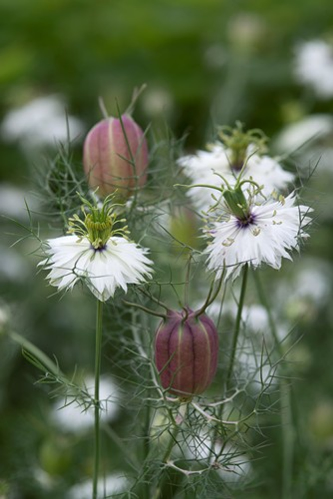 Tarhaneito Albion Black Pod, Loukykvět