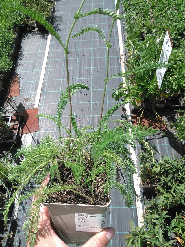 Siankärsämö White Beauty - 24. 6. 2025